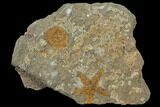 Fossil Starfish (Petraster?) & Edrioasteroid (Spinadiscus) - Morocco #118329-1